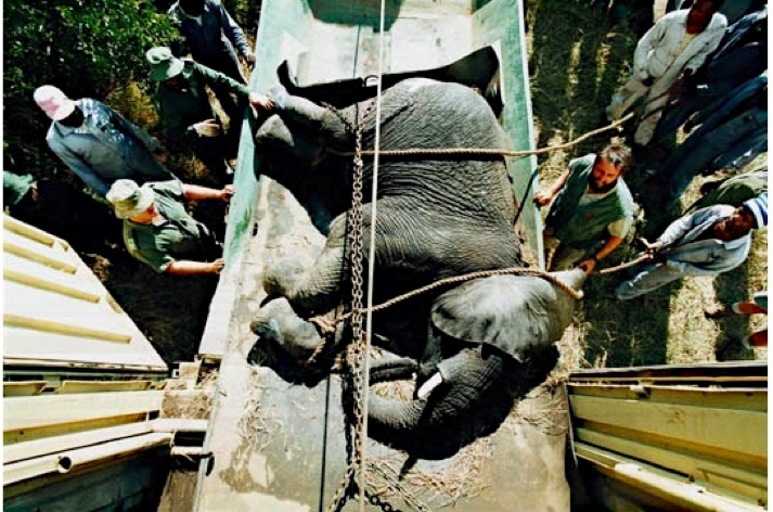 elephant relocation